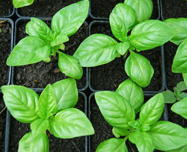 Manjericão Manjericão