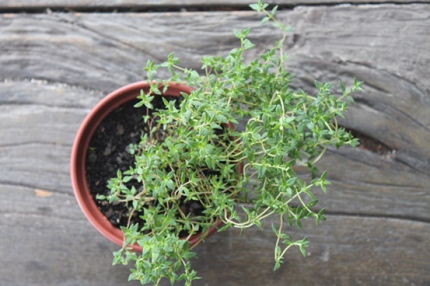 Tomilho e Orégano Tomilho e Orégano