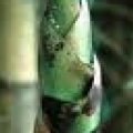 Broto de bambu