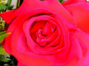 Geleia de Pétalas de Rosas Vermelhas