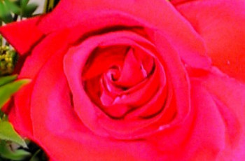 Geleia de Pétalas de Rosas Vermelhas