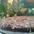 Bolo Tirolês de Chocolate MarcileneFerlin