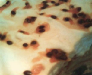 Pavê de Maracujá