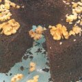 Bolo Delicioso de Alfarroba