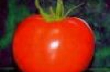 Massa de Tomate