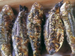 Kirschner 